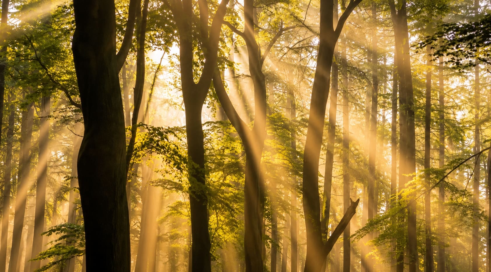 Nebliger See mit Tannen im Morgenlicht